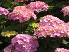 Hydrangea under the Sun