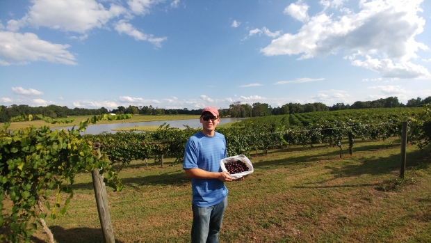Tony picking muscadines