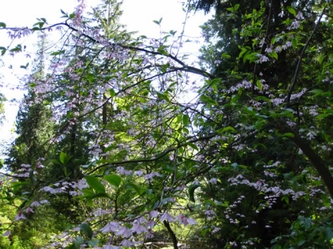 UBC Botanical Garden 10