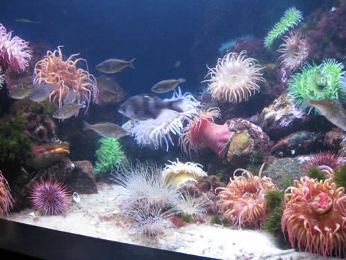 NE Aquarium fish tank NE Aquarium fish tank