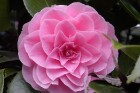 Pink Camellia 2008
