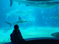 Tony at Osaka Aquarium