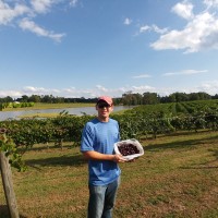 Tony picking muscadines