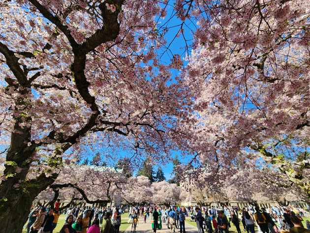 Spring Queems Simply the Spring – TJ Online